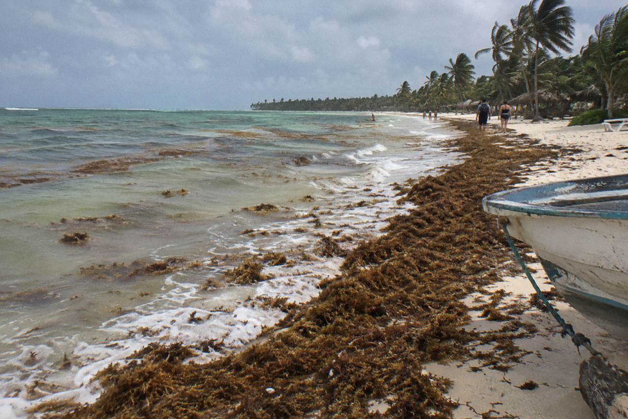 Open Caribbean water along a palm lined beach on the southeast coast of the Dominican Republic