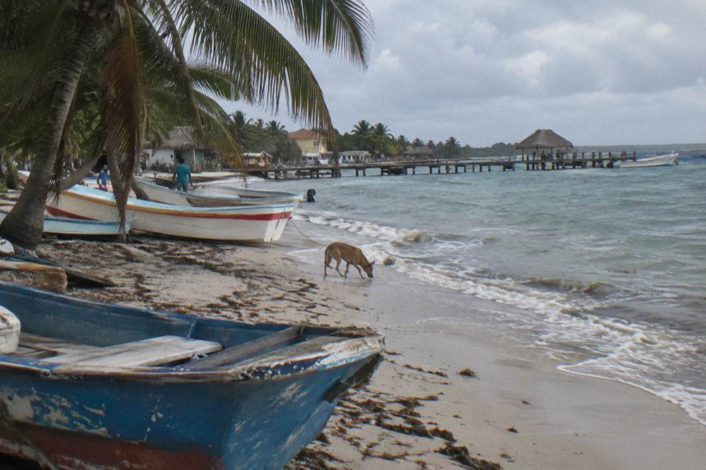 Small fishing boats and a palm-lined shore at the Bayahibe village beach